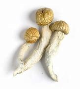 Albino Penis Envy mushroom