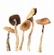 albino mushroom strains