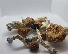 amazonian mushrooms