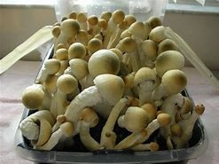 avery's albino mushroom