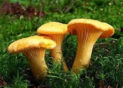 girolle mushrooms tesco
