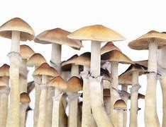 hawaiian amazonian mushrooms