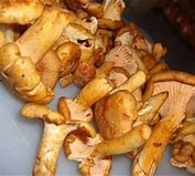 how to clean chanterelles mushrooms