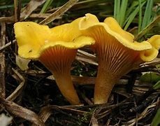 pictures of chanterelles mushrooms