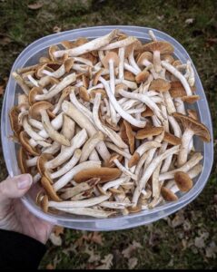  mushroom spores uk