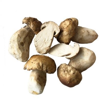 fresh Porcini mushrooms