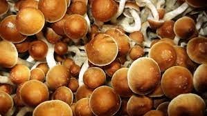how long does it take to grow psilocybe cubensis mushroom