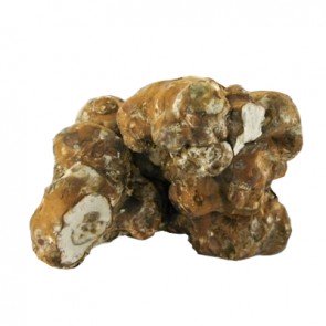 magic truffle spores