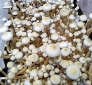 rusty white mushroom dosage