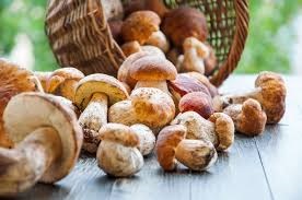 wet Porcini Mushrooms