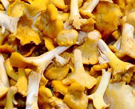 chanterelle mushrooms uk
