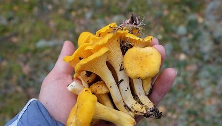 where to find chanterelle mushrooms uk