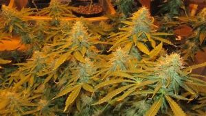best weed strains uk