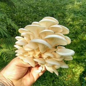 psilocybin uk how to find magic mushrooms uk