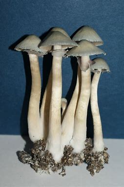 mushroom benefits for women