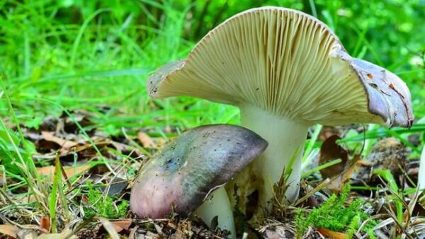 mushroom benefits for women