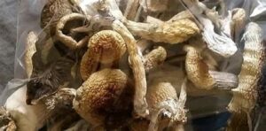magic mushshrooms legal uk