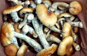mushroom spores uk