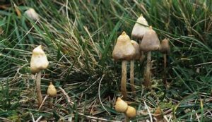 magic mushshrooms legal uk